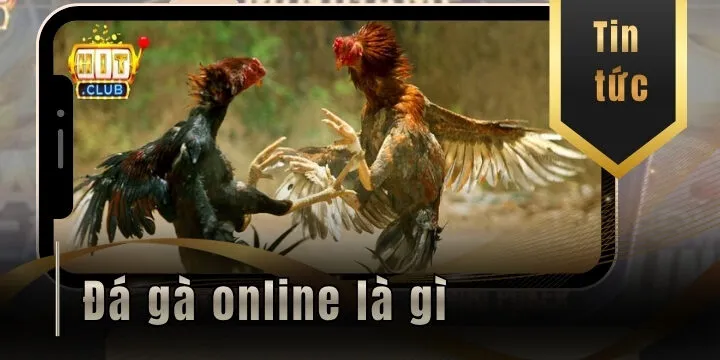 Đá gà online là gì? Phá đảo sảnh đá gà online Hitclub luôn thắng